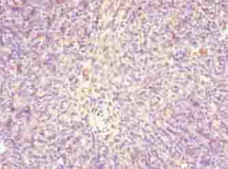 IHC-plus™ STRA13 Antibody