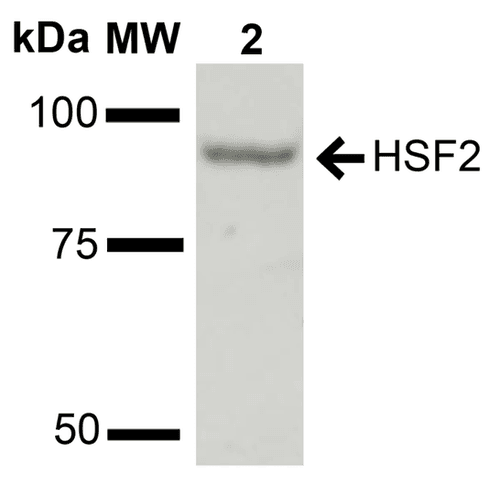 HSF2 Antibody (PerCP)