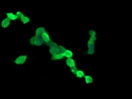 CCT8L2 Antibody (clone OTI2F1)