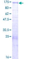 Human BCOR Protein (Recombinant GST)