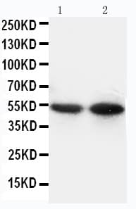 Polyclonal Rabbit anti-Mouse CD14 Antibody (aa152-165, WB)