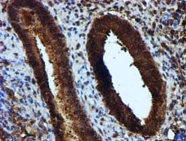 KEAP1 Antibody (clone OTI1B4, Carrier-free)
