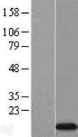 EIF4EBP3 Protein (Over-Expression Lysate Myc-DDK (Flag))