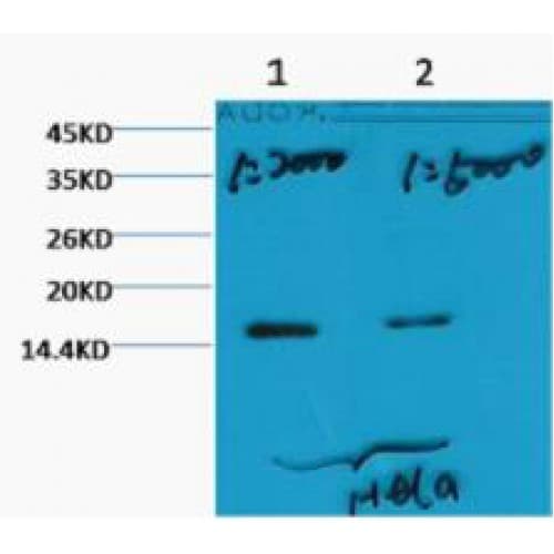 Monoclonal Mouse anti-Human Histone H3 Antibody (clone 3G3, WB)