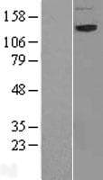 NBAS / NAG Protein (Over-Expression Lysate Myc-DDK (Flag))