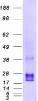 Human CDC42 Protein (Recombinant Myc-DDK (Flag))