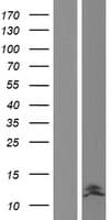 DEFB104B Protein (Over-Expression Lysate Myc-DDK (Flag))