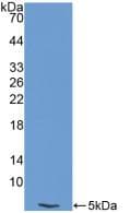 EDN1 / Endothelin 1 Antibody (aa53-90)