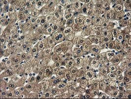SPR Antibody (clone OTI4F5, Carrier-free)