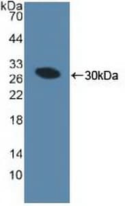 MIB1 Antibody (aa769-1000)