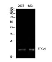EPGN / Epigen Antibody