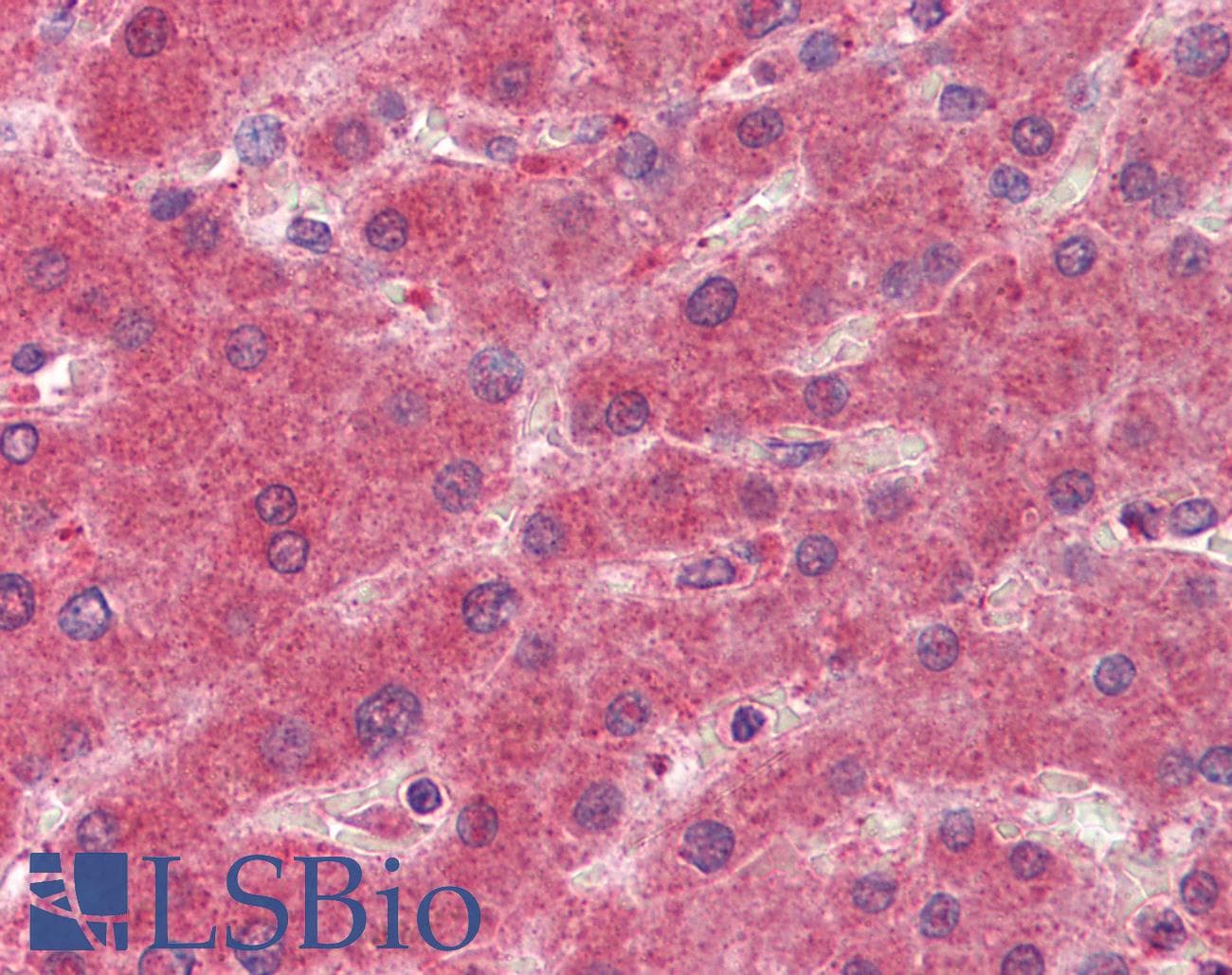 IHC-plus™ 15-PGDH / HPGD Antibody (aa255-266)