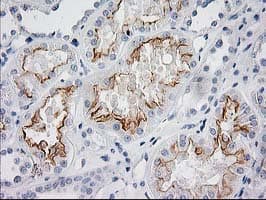 BAIAP2 / IRSP53 Antibody (clone OTI 1D9)