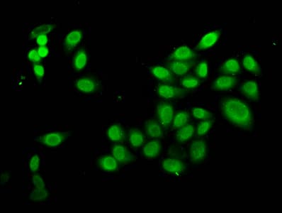 Polyclonal Rabbit anti-Human HIST1H4I Antibody (IF)