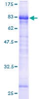 Human LTBR Protein (Recombinant GST)