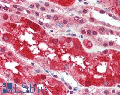 IHC-plus™ RAP1A Antibody