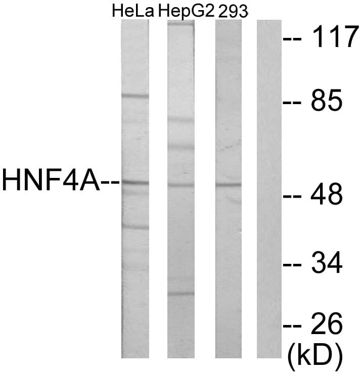 HNF4 Alpha+Gamma Antibody (Internal)