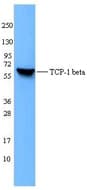 IHC-plus™ Monoclonal Mouse anti-Human CCT2 / CCT Beta Antibody (clone F39 P7 F11, IHC, WB)