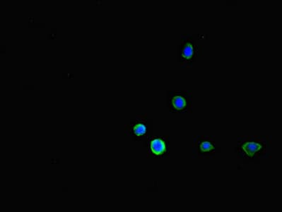 CD32B Antibody