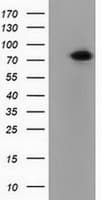 PUS7 Antibody (clone OTI4A2)