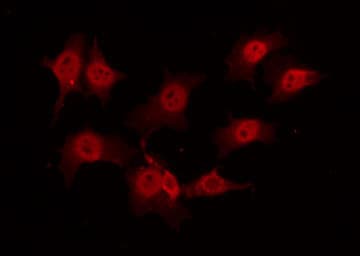 TRAF2 Antibody