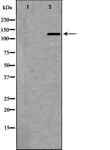 NOS3 / eNOS Antibody