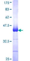 Human PIK3R1 / p85 Alpha Protein (Recombinant GST, N-terminus)
