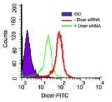 IHC-plus™ Polyclonal Rabbit anti-Human DICER1 / Dicer Antibody (aa1423-1440, IHC, WB)