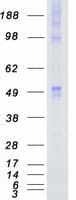 Human CAMK1G / CaMKI gamma Protein (Recombinant Myc-DDK (Flag))