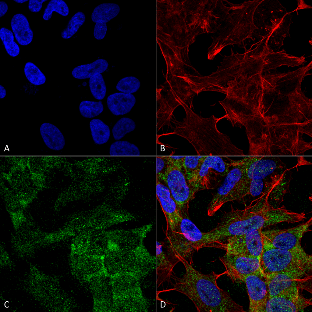 ATG10 Antibody (Atto 594)