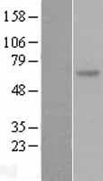 Human SOCS5 Protein (Over-Expression Lysate Myc-DDK (Flag))