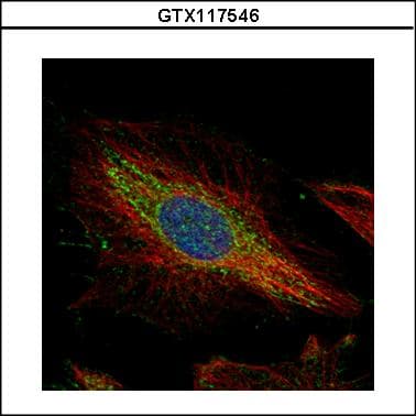 TWF1 / PTK9 Antibody