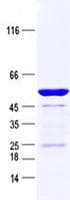 Human GPR26 Protein (Recombinant GST, N-terminus + His, C-terminus)