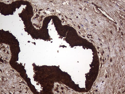 AGR2 Antibody (aa21-175, clone OTI3B5, Carrier-free)