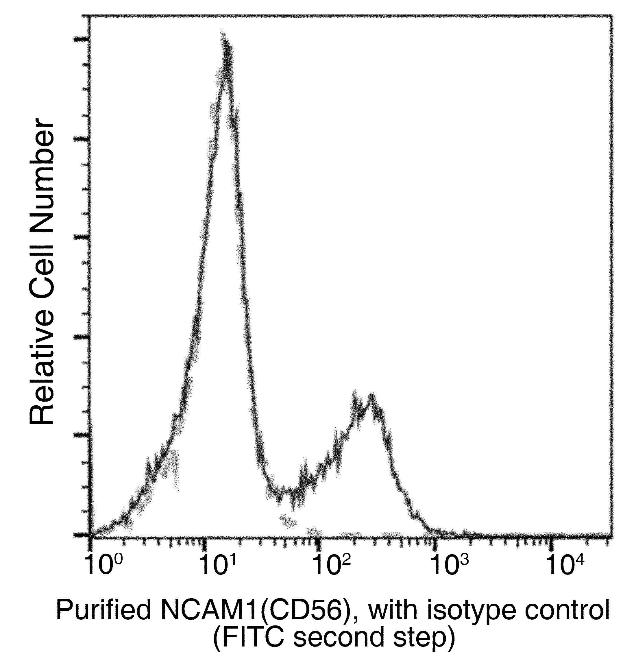 NCAM / CD56 Antibody (clone 05, Preservative Free)