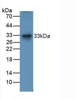 TNFSF10 / TRAIL Antibody (aa115-287)