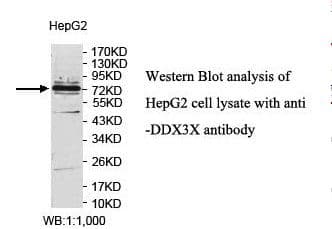 DDX3 / DDX3X Antibody (aa472-662)