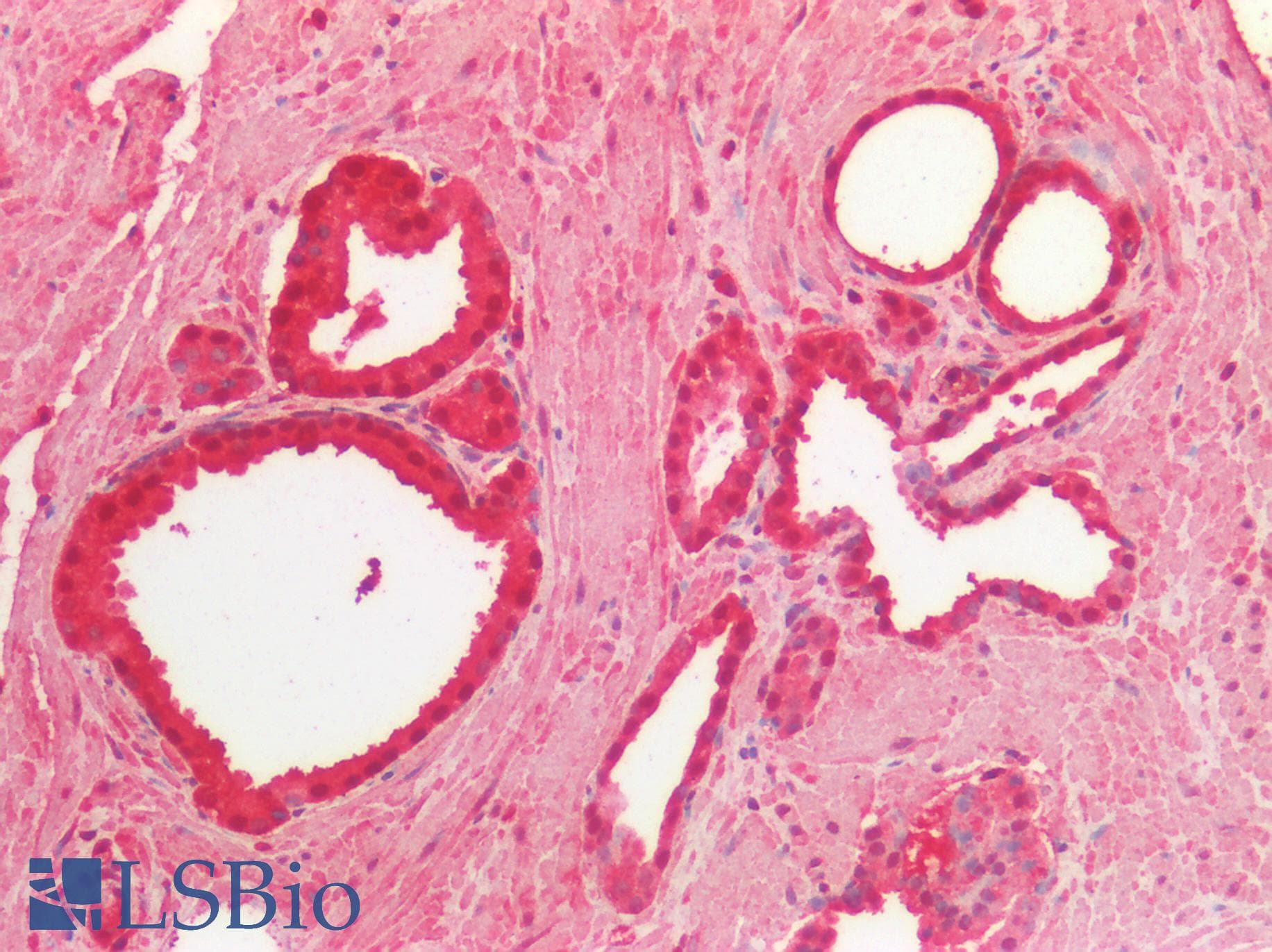 PathPlus™ Osteonectin / SPARC Antibody