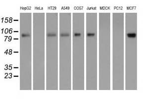 H6PD / G6PDH Antibody (clone OTI2A7)