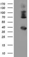 Monoclonal Mouse anti-Human HSPA6 / HSP70B' Antibody (clone OTI1E11, IF, WB)