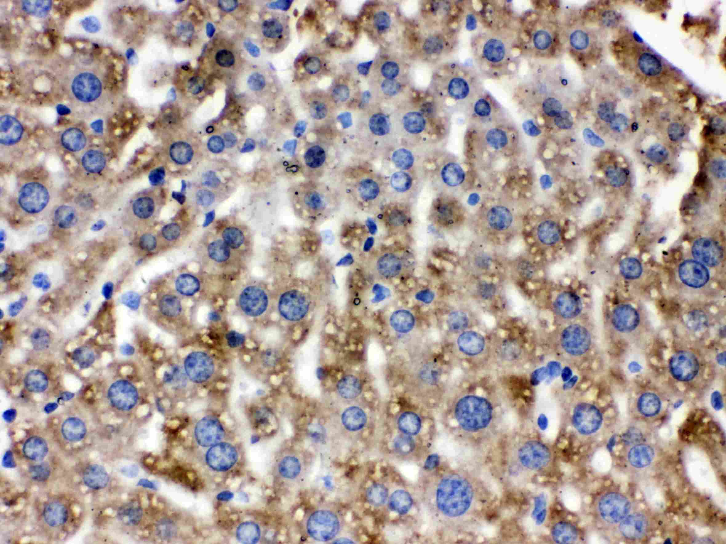 CAT / Catalase Antibody