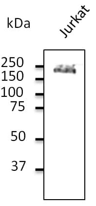 PathPlus™ Polyclonal Goat anti-Human CD45 / LCA Antibody (C-Terminus, IHC, WB)