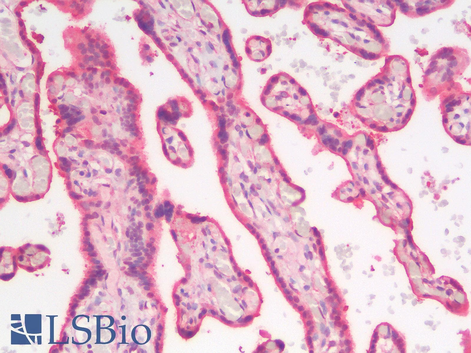 IHC-plus™ ANXA1 / Annexin A1 Antibody