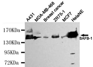 Monoclonal Mouse anti-Human SAFB1 / SAFB Antibody (WB)