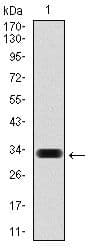 HAS3 Antibody (clone 3C9)