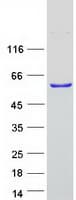 Human SYAP1 Protein (Recombinant Myc-DDK (Flag))