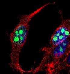 MKI67 / Ki67 Antibody (DY488)
