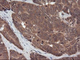 RASSF8 Antibody (clone OTI3F7)
