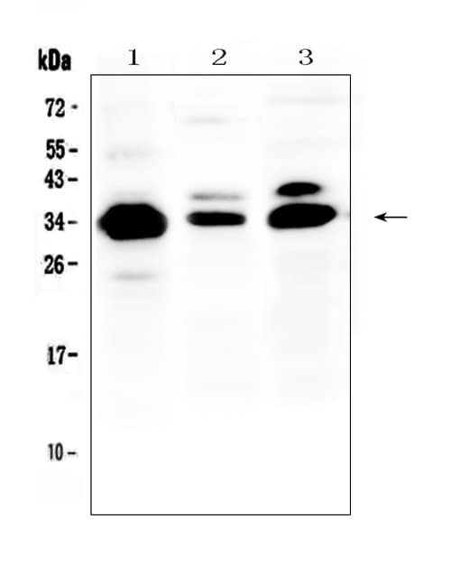 Monoclonal Mouse anti-Human IL-1B / IL-1 Beta Antibody (WB)