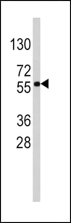 SOX9 Antibody (aa231-260)